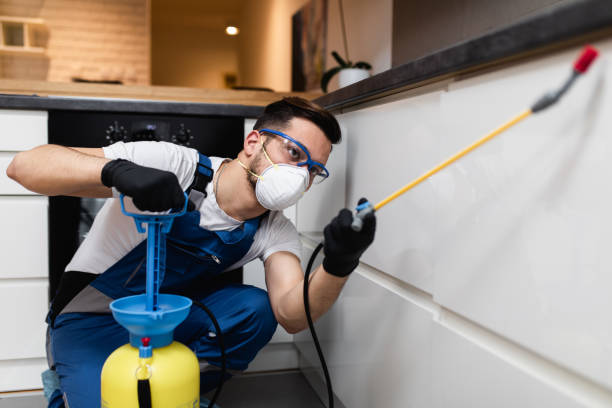 Best Wasp Removal Services  in Pierce City, MO