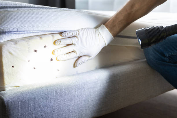 Best Affordable Pest Control Services  in Pierce City, MO